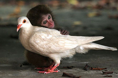 opice s holubem.jpg