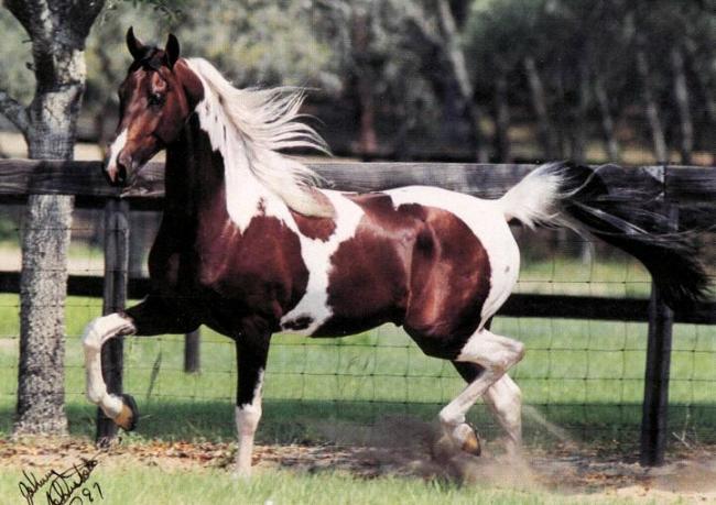 American paint horse  00.jpg