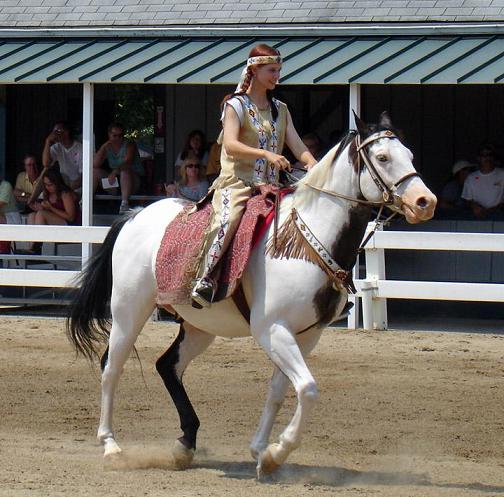American paint horse  01.jpg