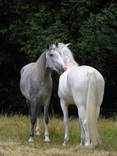 koníci  01.jpg